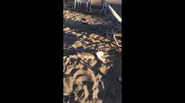 Cat laying on the beach!