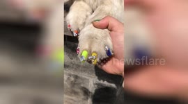 Samoyed with nail polish
