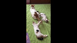 Big Brother Cat Plays With His 2 Sisters