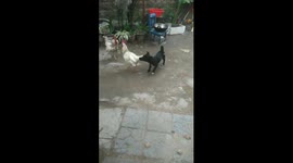Adorable puppy struggles to break up rooster fight