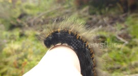 Giant hairy caterpillar on my hand!