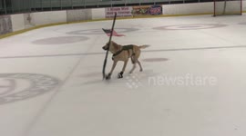 Meet the world’s first ice skating dog
