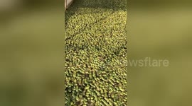 It's raining frogs as video shows thousands of bullfrogs at Chinese breeder