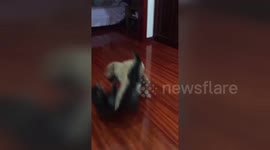 Poodle shows off moves by body slamming cat during fight