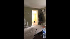 Dog walking backwards on hardwood floor
