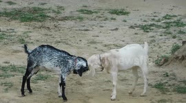 Two Goat Are Fighting With Each Other