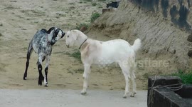 Funny Goat Fight