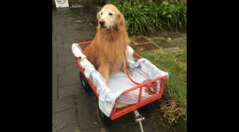 Golden retriever too old for walks hitches a wagon ride down the street