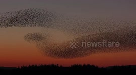 Footage shows massive murmuration of starlings against clear evening sky