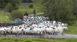 Footage shows farmers in Cumbria moving hundreds of sheep down from the fells