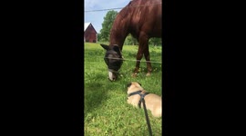 Tenacious pug attempts to battle a horse