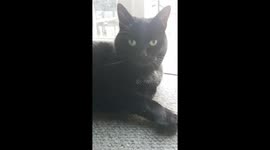 Black cat, big yawn!