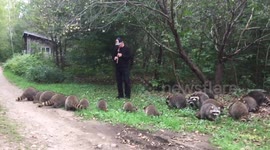 This man is the pied piper of raccoons