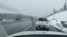 Big Horn Sheep Stops Traffic on Canadian Highway