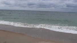 Bulldog at the beach.