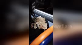 Bearded dragon rides night bus in south London