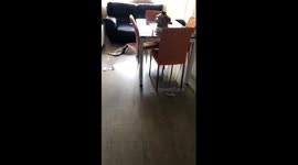 pitbull destroys house