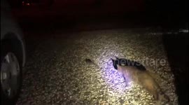 Cat ambushes rat in kitchen and gives chase