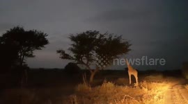 Giraffe night-shoot