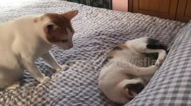 My Bad Cats intends to hit his brother while sleeping