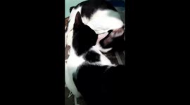 When You Are the 3rd Cat in Love:)