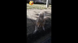 Friendly squirrel