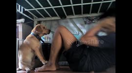 Teenager's pet dog helps him do sit-ups in workout routine