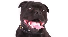 NEVER TRUST A STAFFORDSHIRE BULL TERRIER