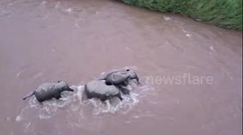 Wild Asian elephants rescue calf washed away in river