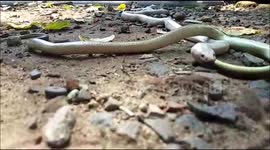 Rare albino snake swallows another serpent alive near Indian temple