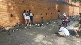 Tourists face jail for feeding pigeons in Thailand