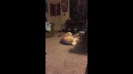 Pancake does her Pankicks
