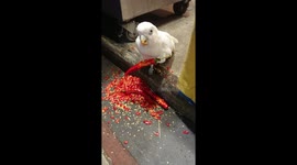 This parrot loves eating red hot chili peppers