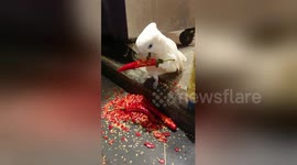 This parrot loves eating red hot chili peppers