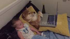 This baby and dog love watching cartoons together