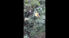 Spider doing web repair