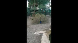 Footage shows peacock fanning feathers to reveal stunning plumage