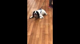 This dog really doesn't want a visit to the vets
