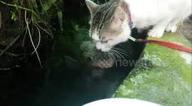 Thirsty cat has surprise encounter with fish