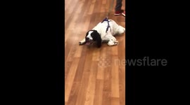 This dog really doesn't want a visit to the vets