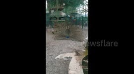 Footage shows peacock fanning feathers to reveal stunning plumage