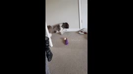 Dog has found and confused by the doorstop