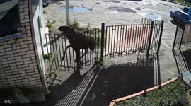 Lost elk crashes headlong into gates outside a butcher in Moscow