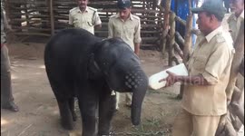 Officials feed milk to orphaned elephant with giant feeding bottle
