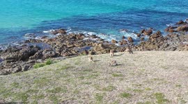 Beautiful drone footage of kangaroos on New South Wales coast