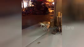 Cat 'exercises' using slippery floor as a treadmill