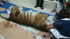 Endangered pregnant Sumatran tiger found dead in pig trap