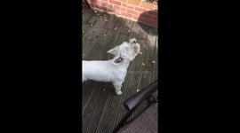 This dog loves impersonating ambulances