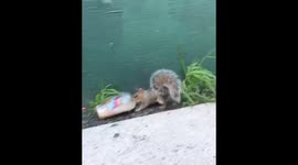 NYC squirrel drinks Dunkin Donuts coffee