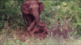 Grieving mum elephant tries to wake up dead baby for 48 hours